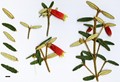 SpeciesSub: var. angustifolia